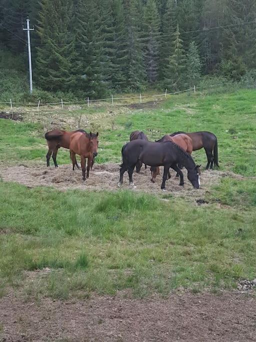 River Run Ranch - Telemark Drangedal Экстерьер фото