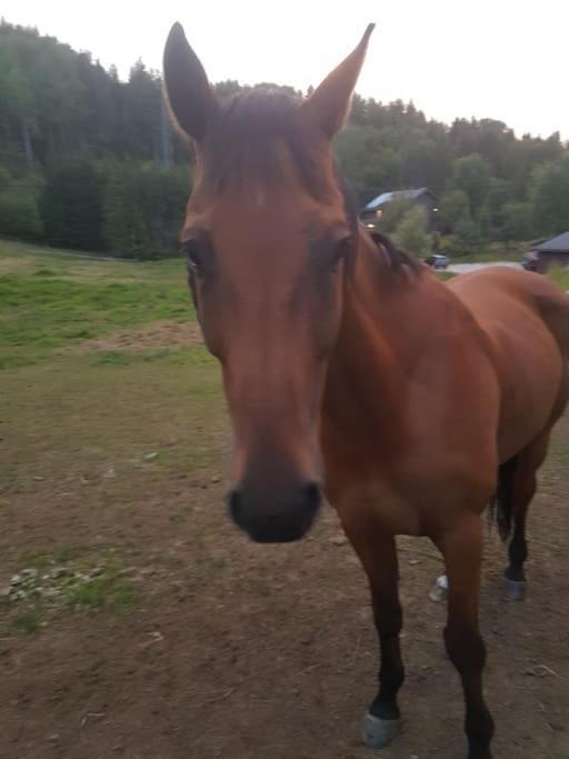 River Run Ranch - Telemark Drangedal Экстерьер фото