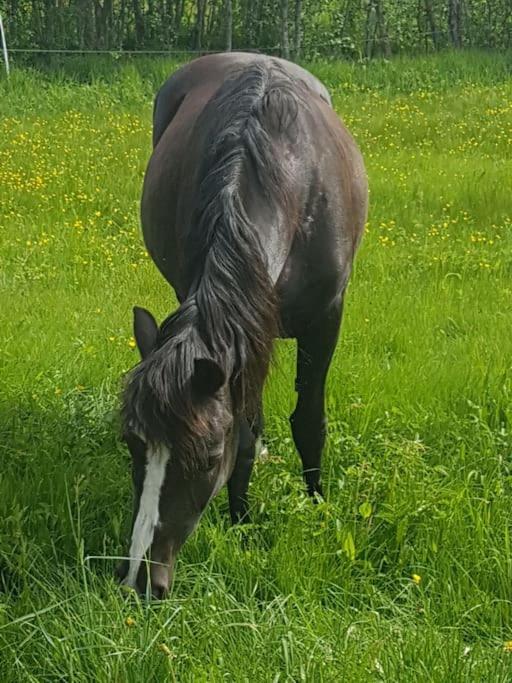 River Run Ranch - Telemark Drangedal Экстерьер фото