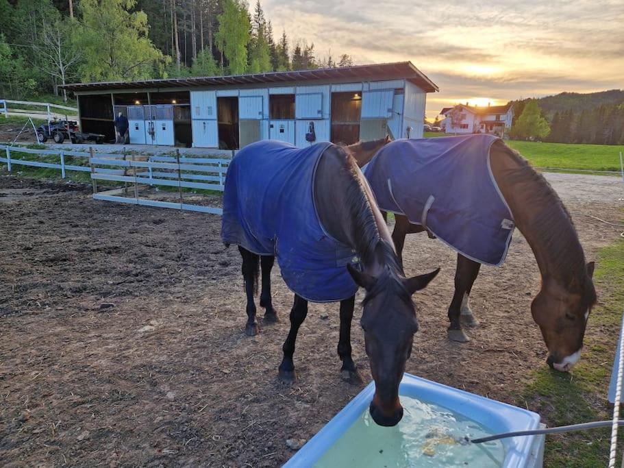 River Run Ranch - Telemark Drangedal Экстерьер фото